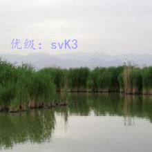 ʼ