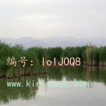 û