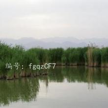 û