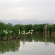 ʼ