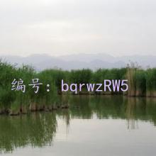 ʶ