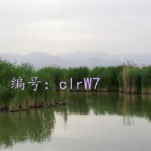 û