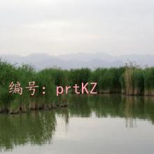 ʶ