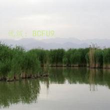 ʶ