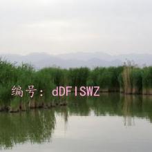 ĩ
